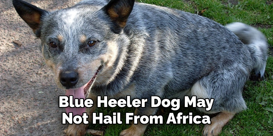 Blue Heeler Dog May Not Hail From Africa