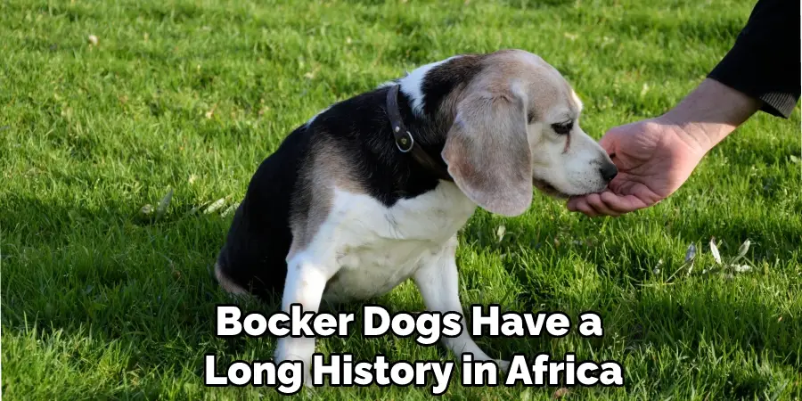 Bocker Dogs Have a Long History in Africa
