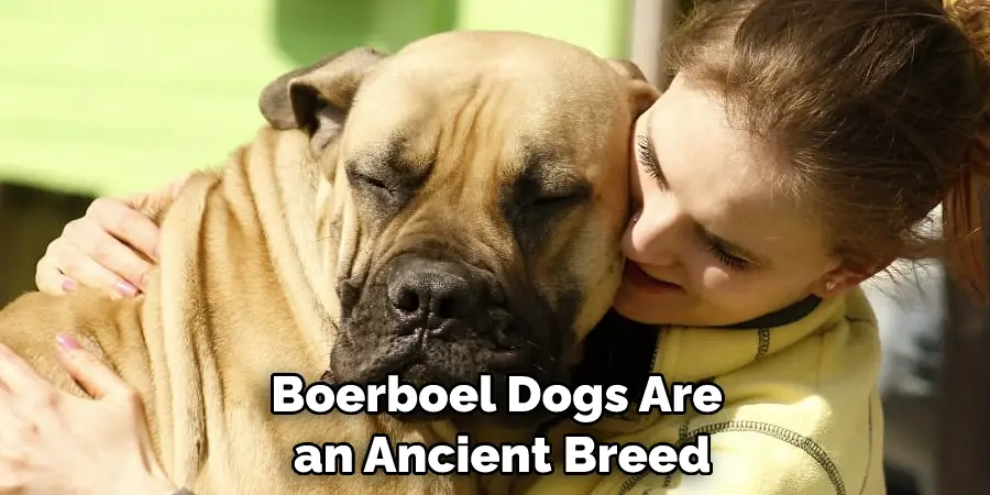 Boerboel Dogs Are an Ancient Breed