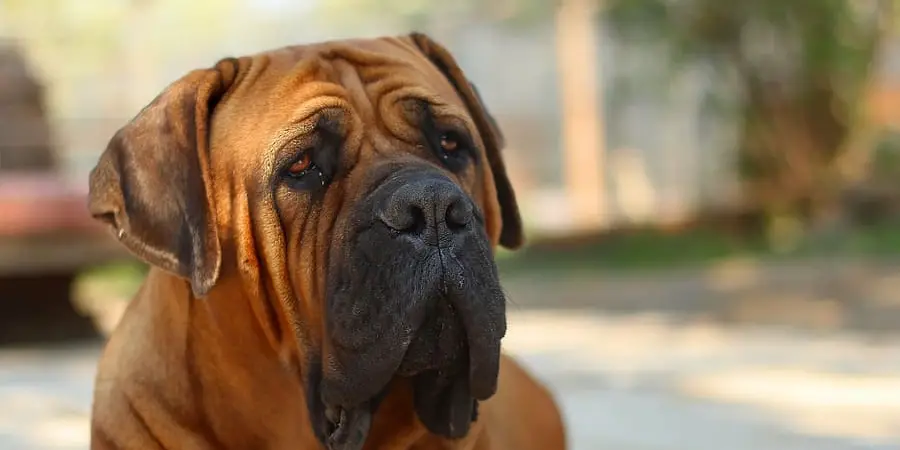 Boerboel Spiritual Meaning, Symbolism and Totem