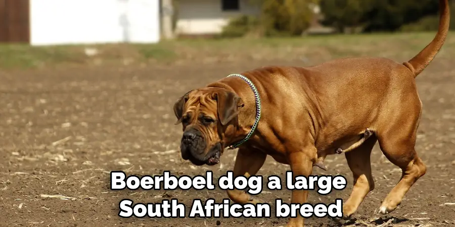 Boerboel dog a large South African breed