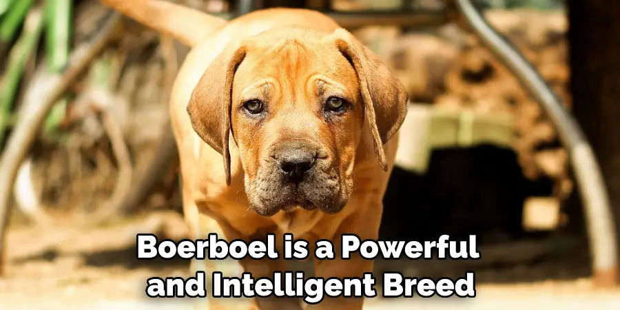 Boerboel is a Powerful and Intelligent Breed