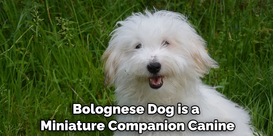 Bolognese Dog is a Miniature Companion Canine