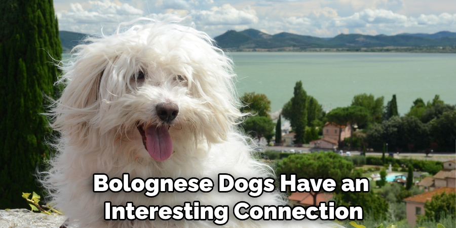 Bolognese Dogs Have an Interesting Connection