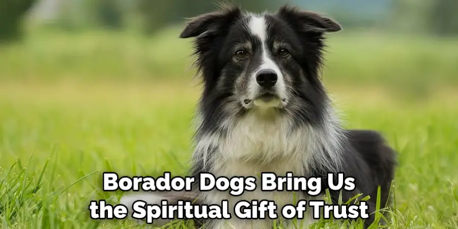  Borador Dogs Bring Us the Spiritual Gift of Trust