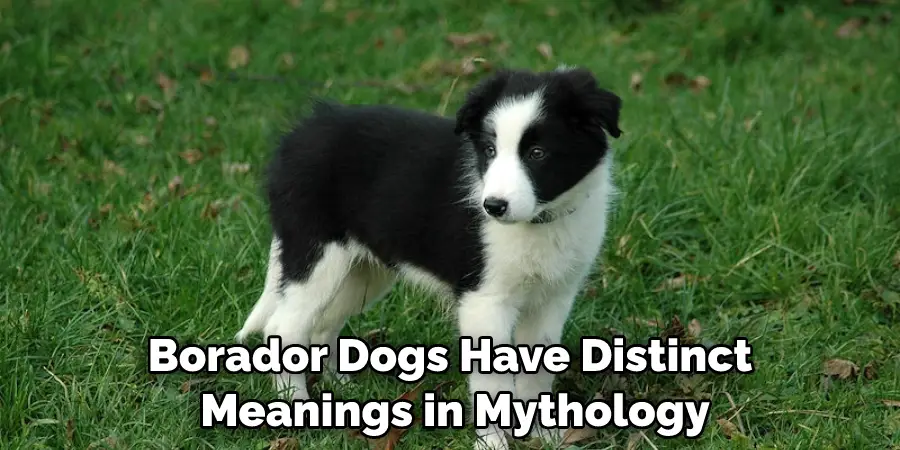 Borador Dogs Have Distinct Meanings in Mythology