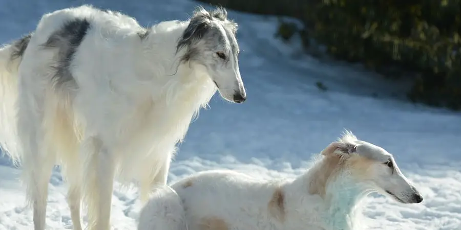 Borzoi Spiritual Meaning, Symbolism and Totem