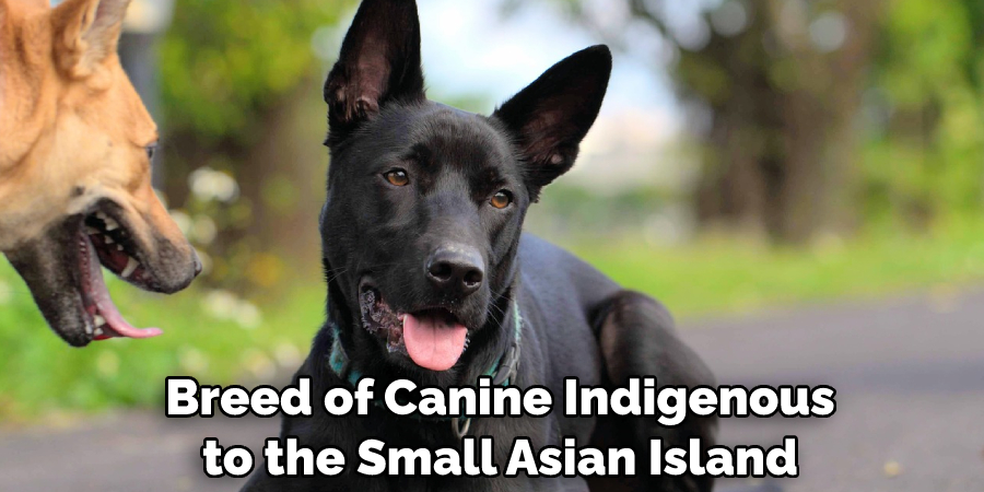  Breed of Canine Indigenous to the Small Asian Island