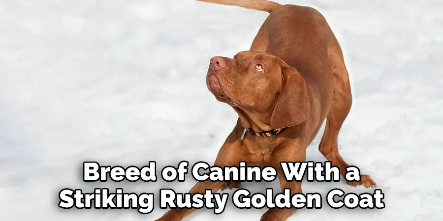 Breed of Canine With a Striking Rusty Golden Coat