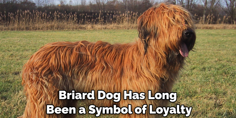 Briard Dog Has Long Been a Symbol of Loyalty