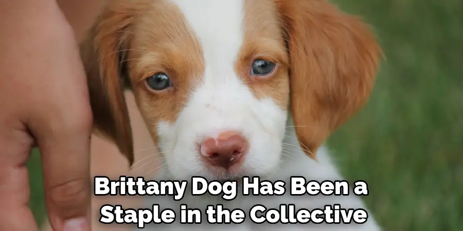 Brittany Dog Has Been a Staple in the Collective