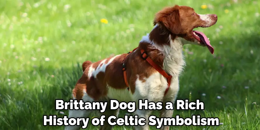 Brittany Dog Has a Rich History of Celtic Symbolism