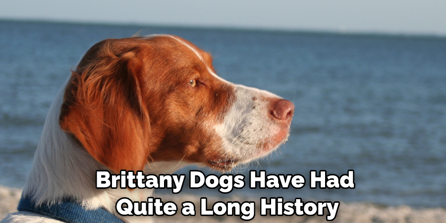 Brittany Dogs Have Had Quite a Long History