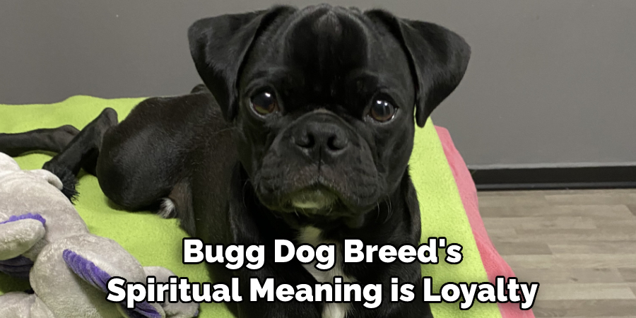  Bugg Dog Breed's Spiritual Meaning is Loyalty