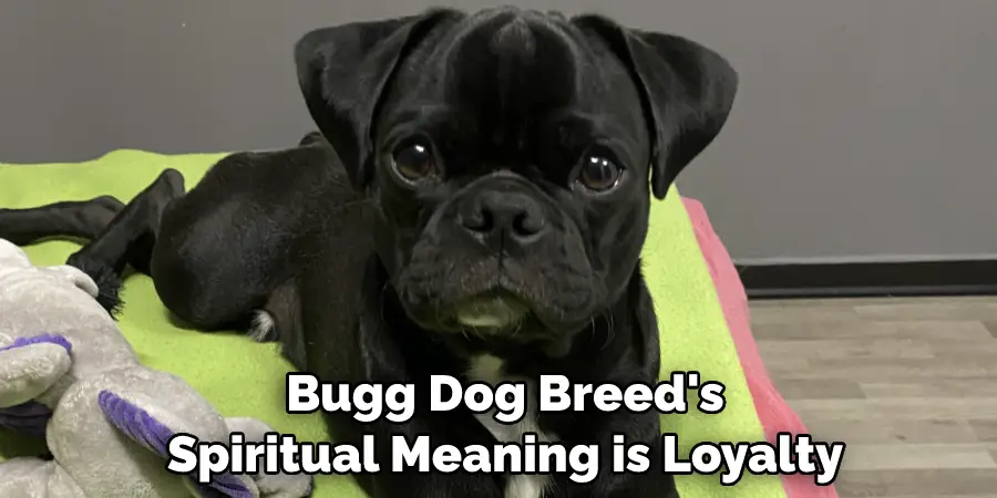  Bugg Dog Breed's Spiritual Meaning is Loyalty