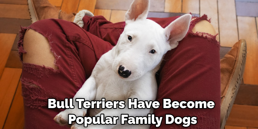 Bull Terriers Have Become Popular Family Dogs
