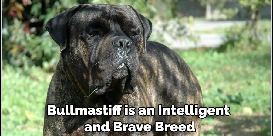 Bullmastiff is an Intelligent and Brave Breed