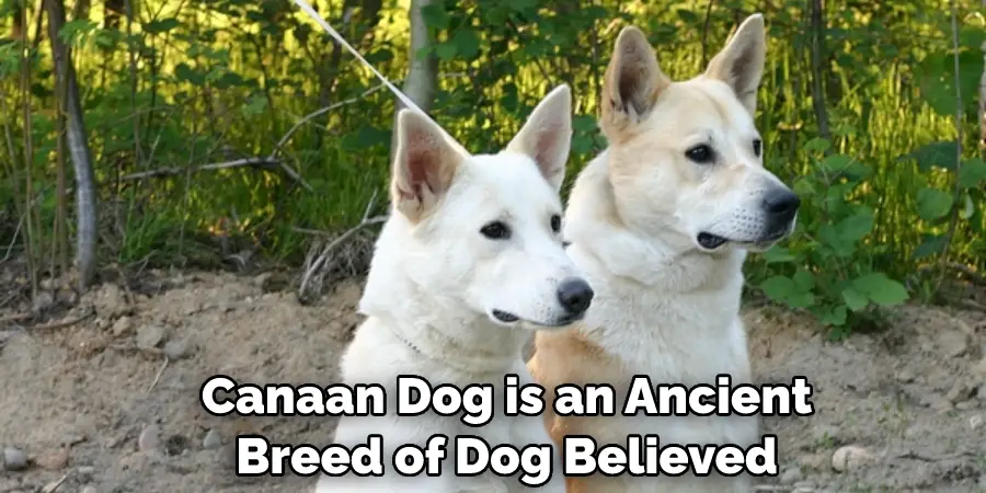  Canaan Dog is an Ancient Breed of Dog Believed