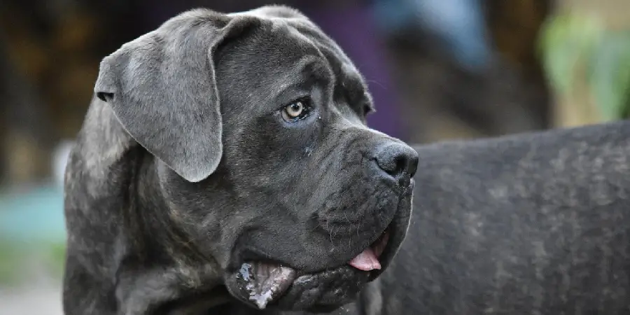 Cane Corso Spiritual Meaning, Symbolism and Totem