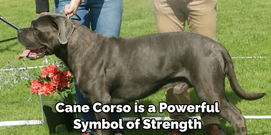  Cane Corso is a Powerful Symbol of Strength