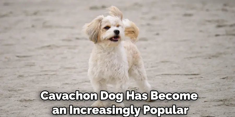 Cavachon Dog Has Become an Increasingly Popular