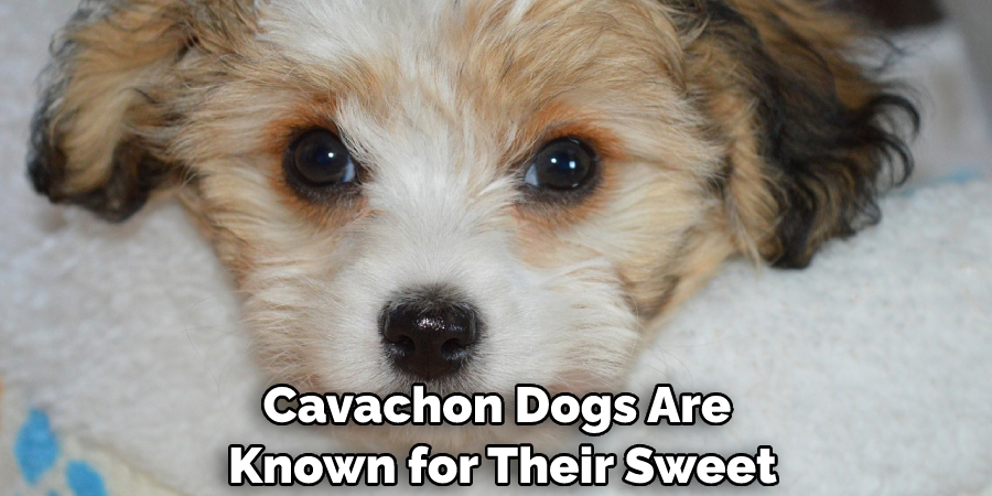 Cavachon Dogs Are Known for Their Sweet