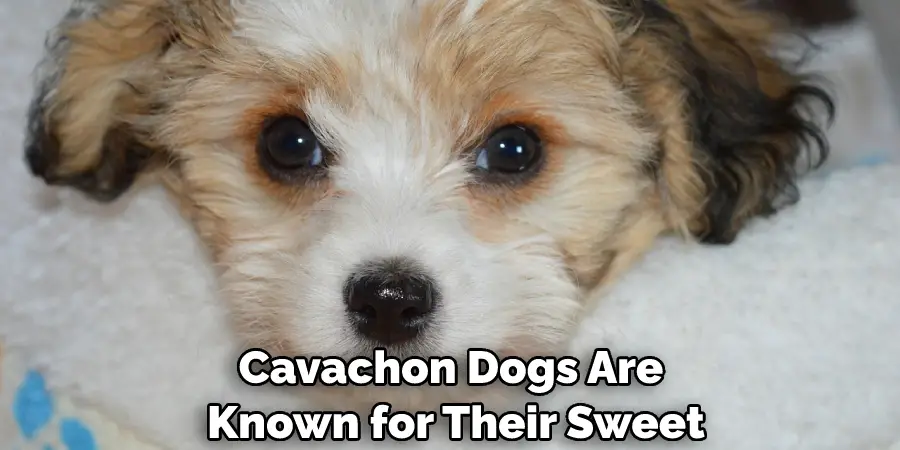 Cavachon Dogs Are Known for Their Sweet