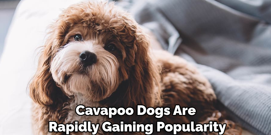Cavapoo Dogs Are Rapidly Gaining Popularity