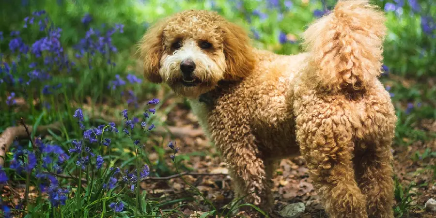 Cavapoo Spiritual Meaning, Symbolism and Totem