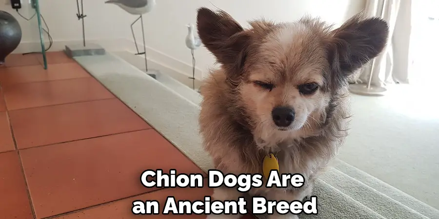 Chion Dogs Are an Ancient Breed
