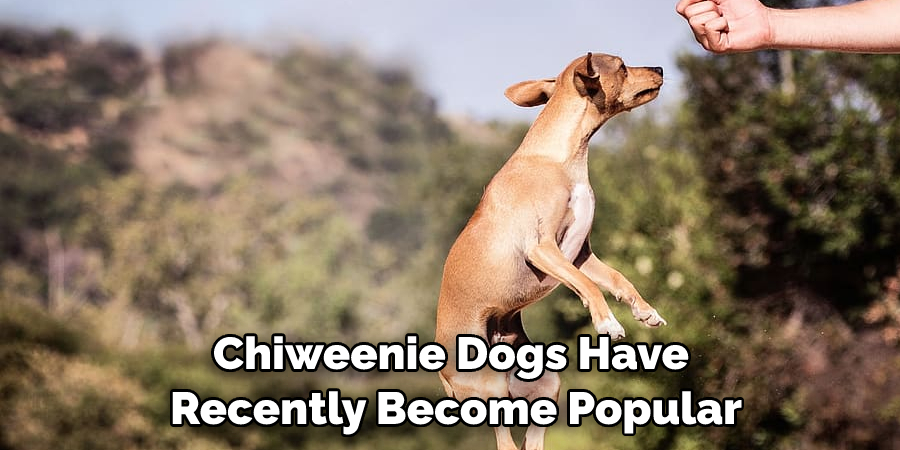 Chiweenie Dogs Have Recently Become Popular