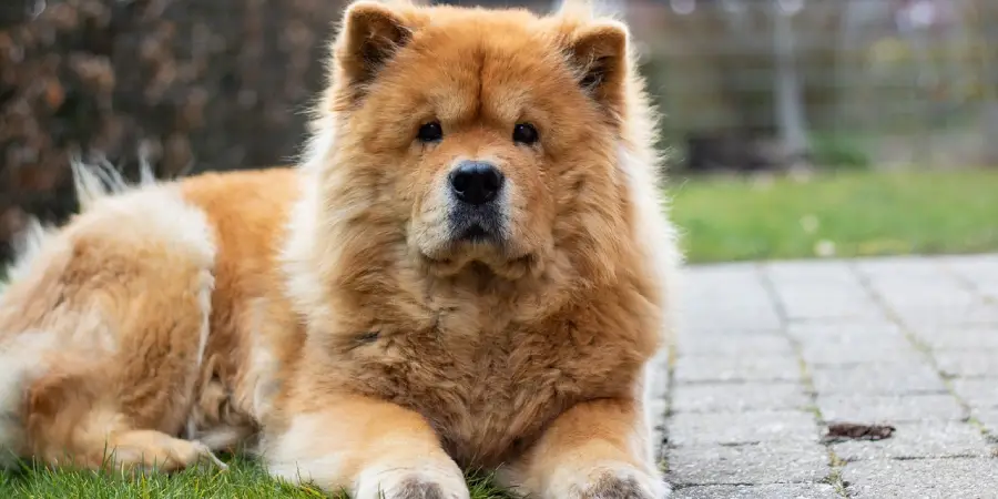 Chow Chow Spiritual Meaning, Symbolism and Totem