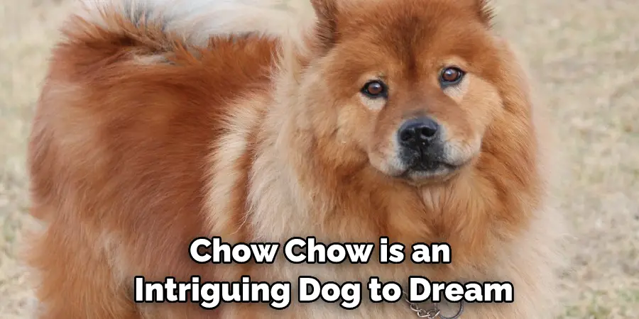Chow Chow is an Intriguing Dog to Dream