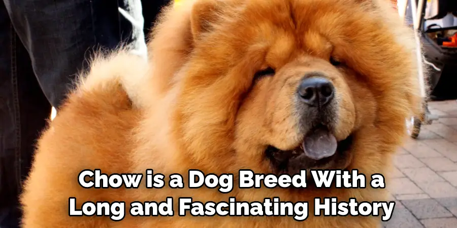  Chow is a Dog Breed With a Long and Fascinating History