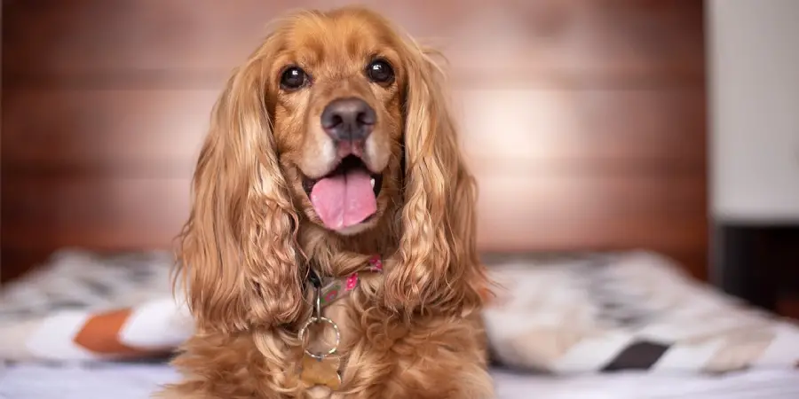 Cocker Spaniel Spiritual Meaning, Symbolism and Totem