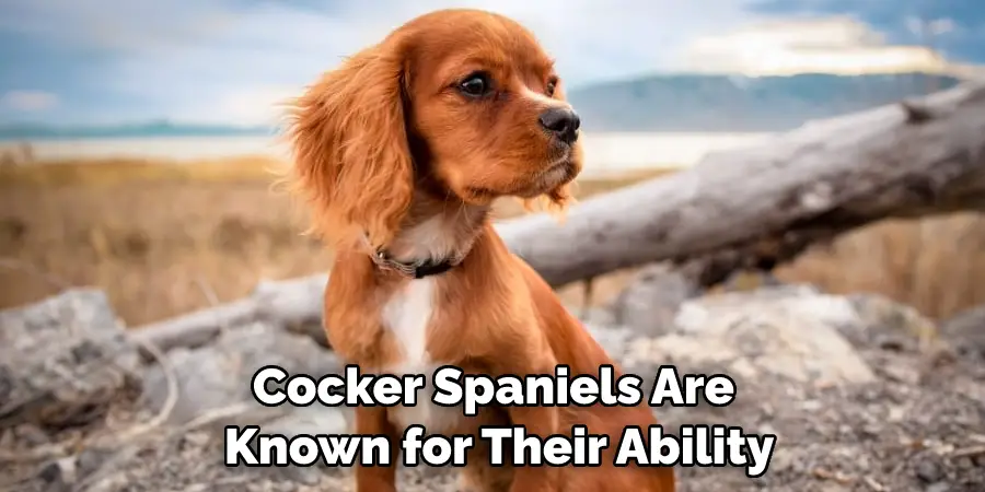 Cocker Spaniels Are Known for Their Ability