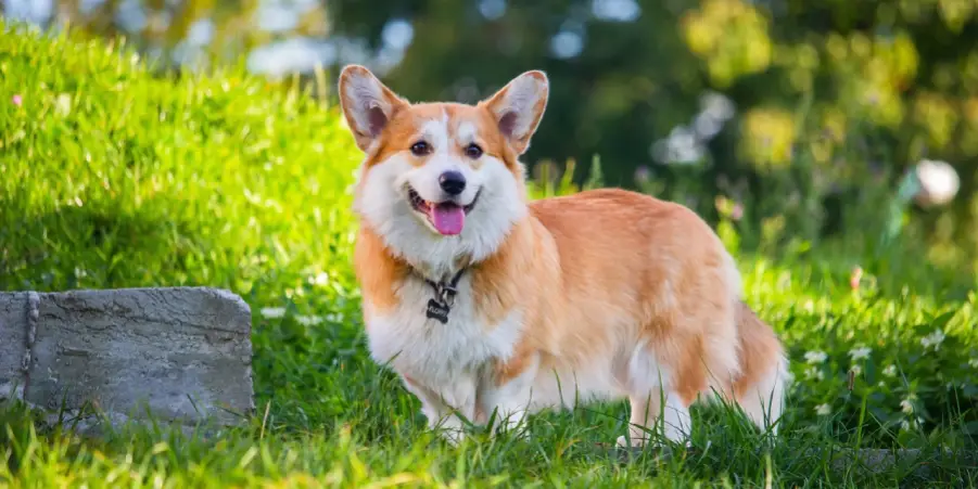 Corgi Spiritual Meaning, Symbolism and Totem