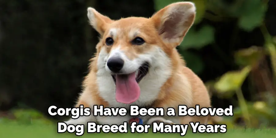 Corgis Have Been a Beloved Dog Breed for Many Years
