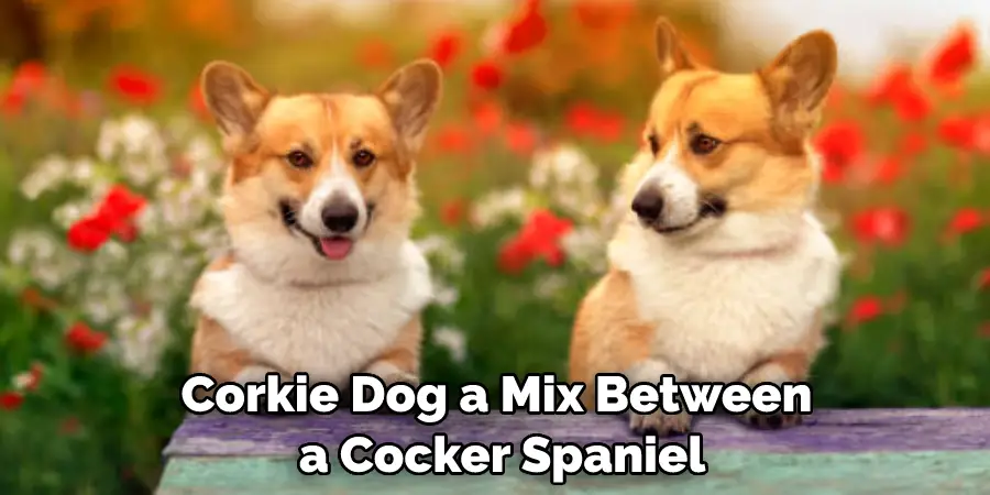 Corkie Dog - a Mix Between a Cocker Spaniel