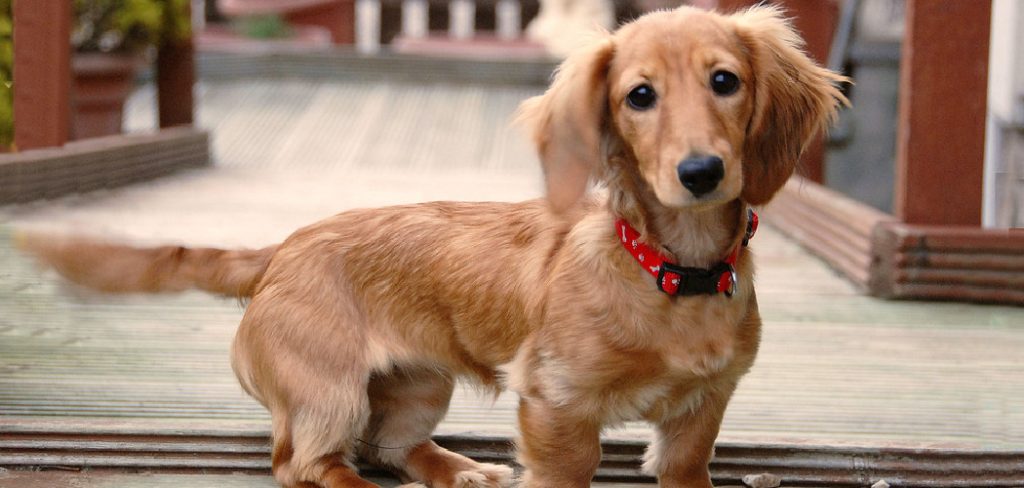 Dachshund Spiritual Meaning, Symbolism and Totem