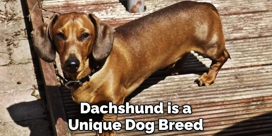 Dachshund is a Unique Dog Breed