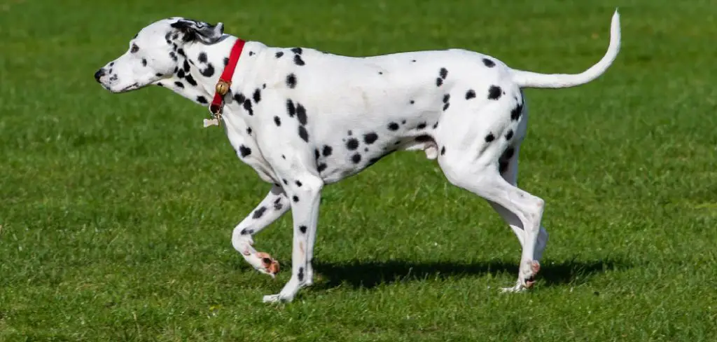 Dalmatian Spiritual Meaning, Symbolism and Totem