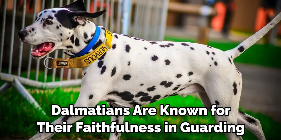 Dalmatians Are Known for Their Faithfulness in Guarding
