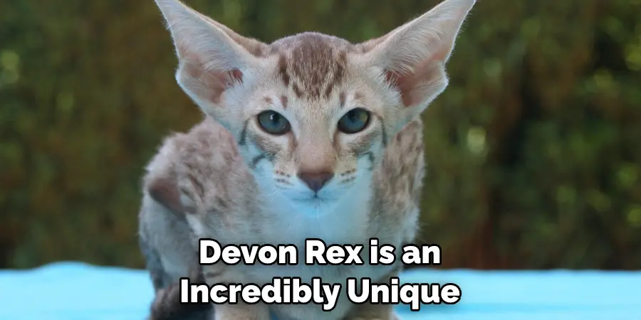 Devon Rex is an Incredibly Unique