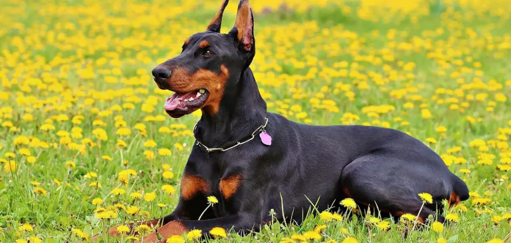 Dobermann Spiritual Meaning, Symbolism and Totem