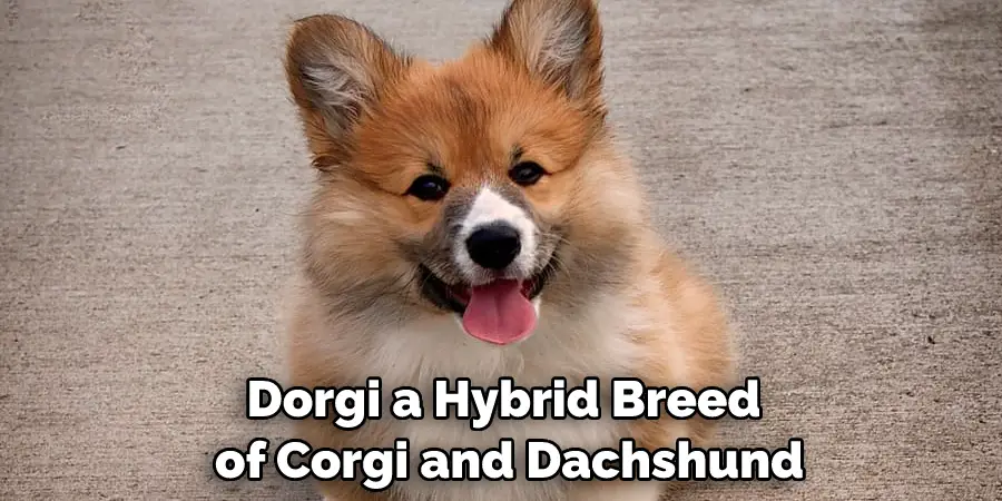 Dorgi, a Hybrid Breed of Corgi and Dachshund