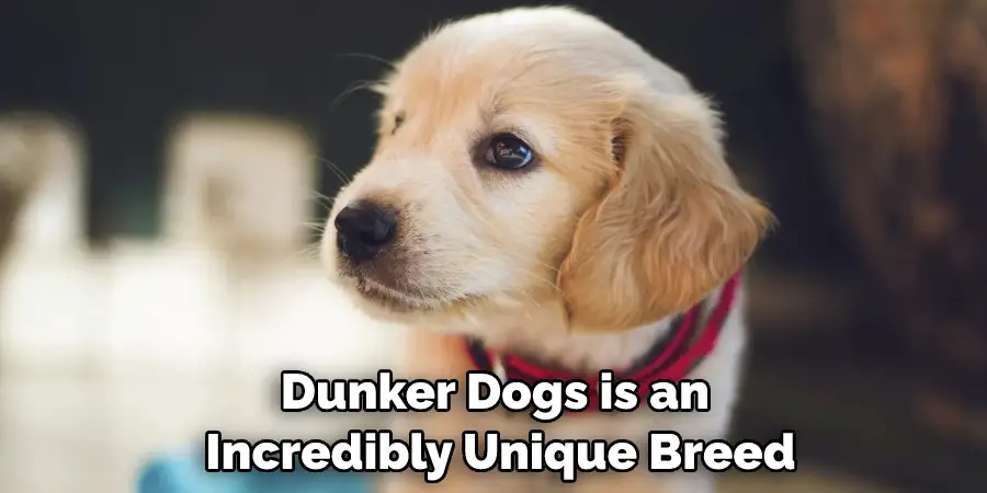 Dunker Dogs is an Incredibly Unique Breed