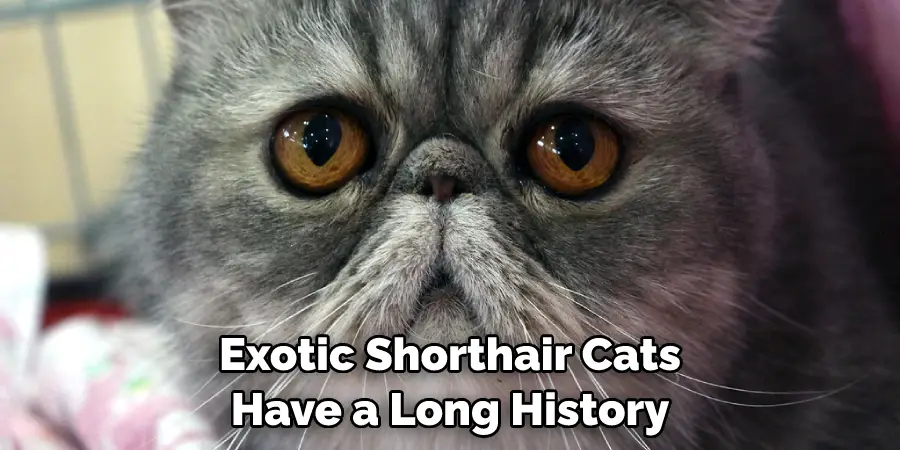 Exotic Shorthair Cats Have a Long History