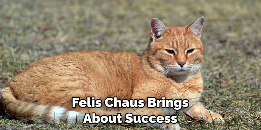 Felis Chaus Brings About Success