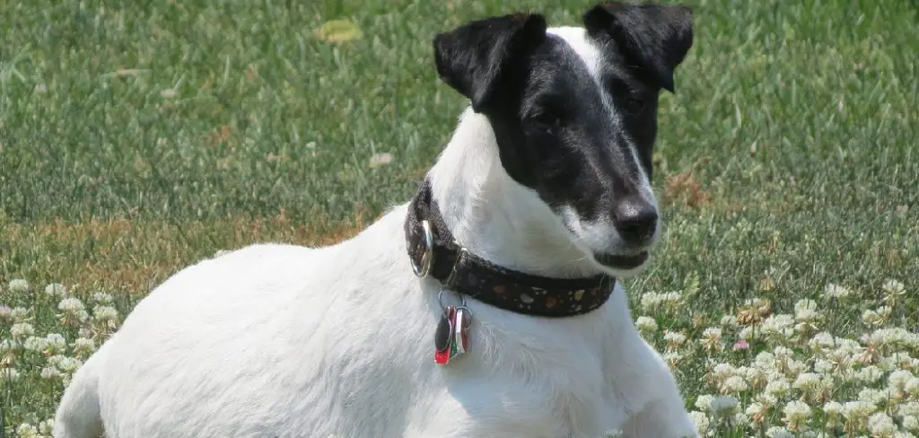 Fox Terrier Spiritual Meaning